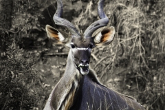 Kudu